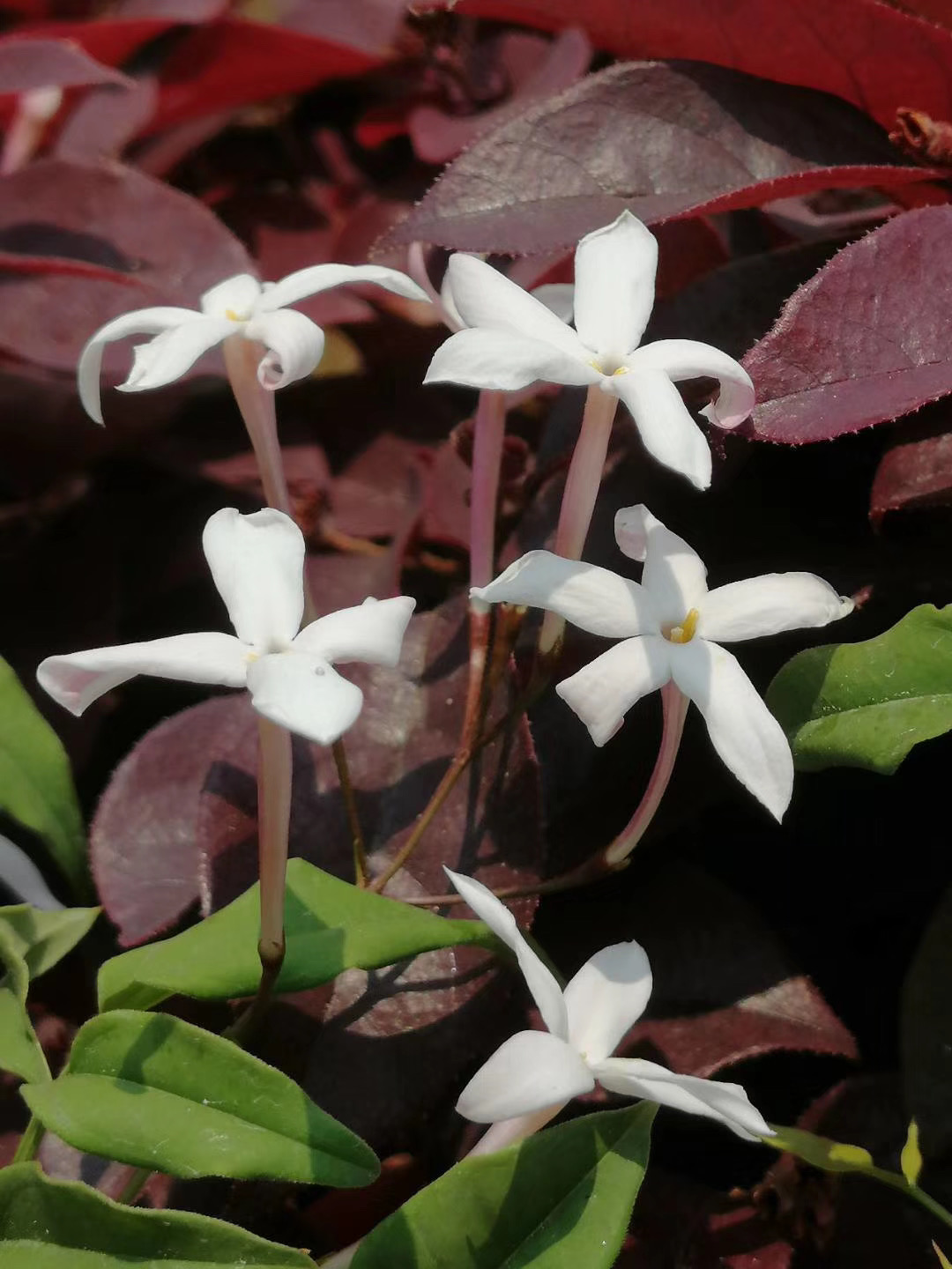 騰沖和順古鎮(zhèn)景區(qū)