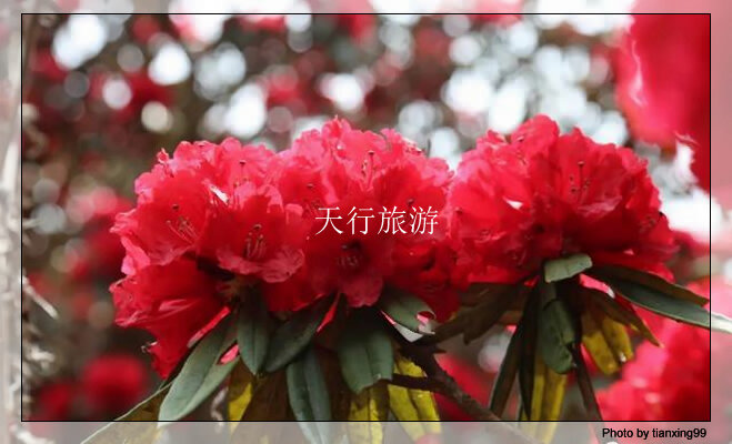 高黎貢山大樹杜鵑