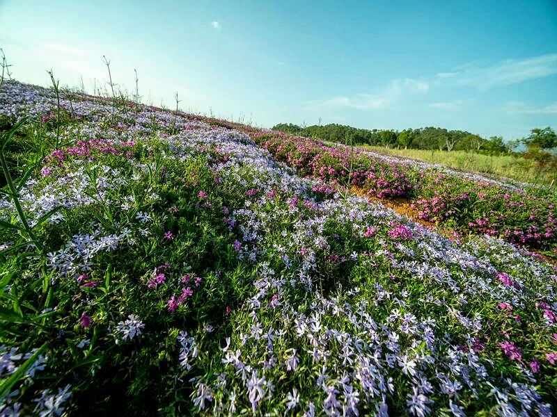 騰沖最新戶外體驗(yàn)式拓展活動(dòng) 親子拓展場地推薦--棲花嶺
