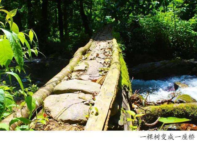 騰沖高黎貢山徒步之五道溪徒步