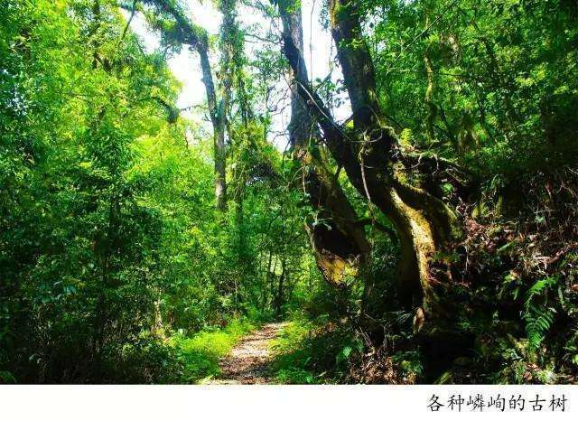 騰沖高黎貢山徒步之五道溪徒步