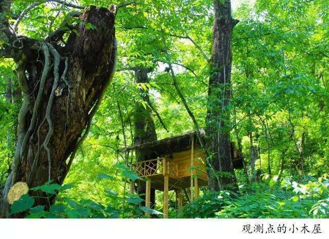 騰沖高黎貢山徒步之五道溪徒步