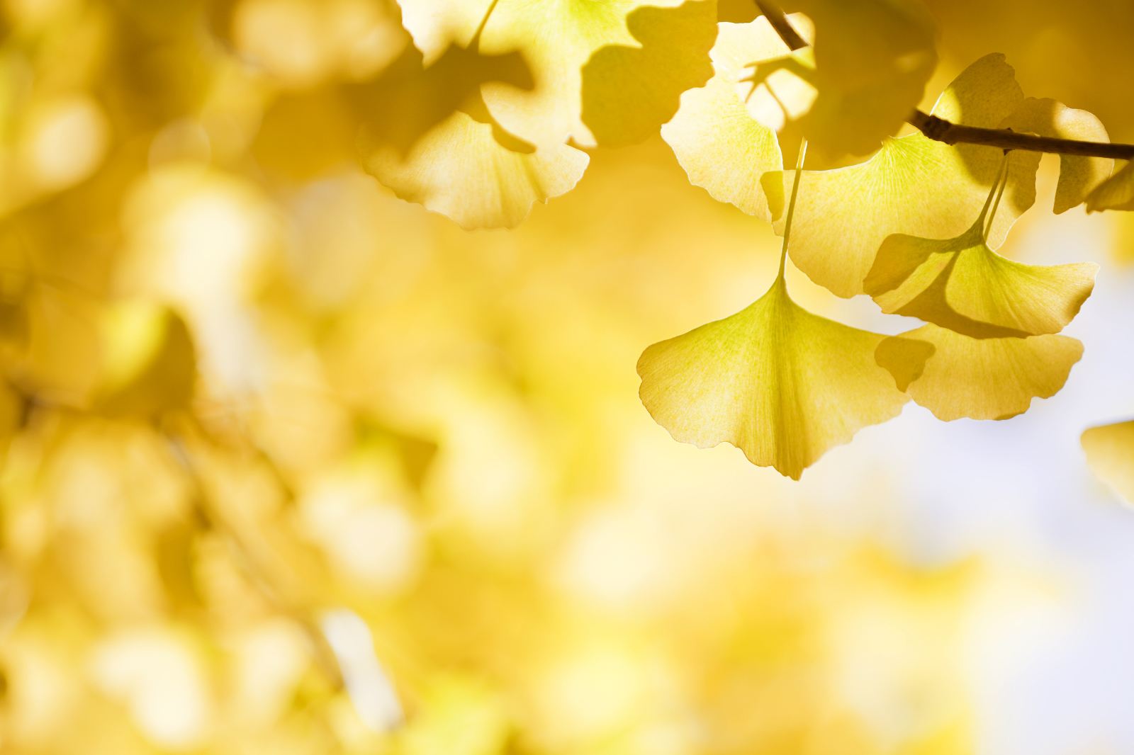 云南騰沖四寶之一--騰藥