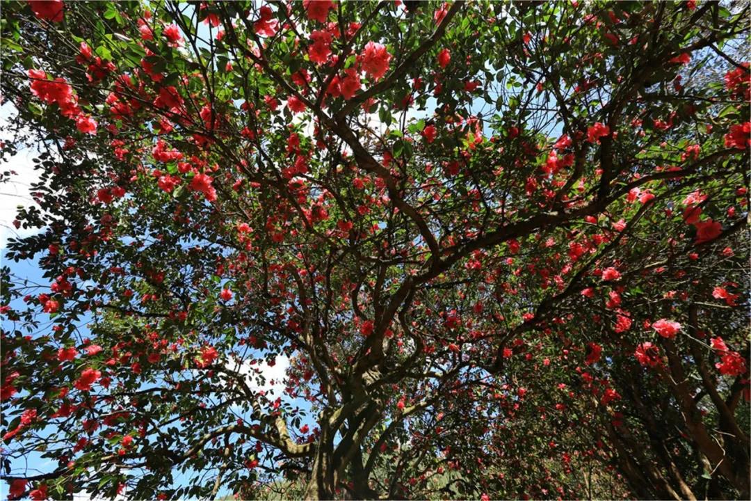 保山騰沖：漫山遍野茶花開你還不來嗎？