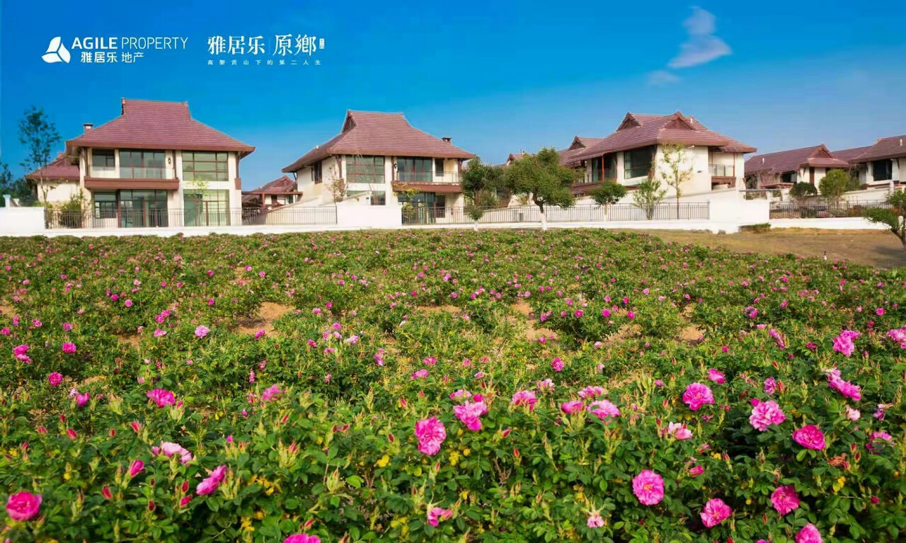 騰沖雅居樂原鄉(xiāng)棲花嶺景區(qū)玫瑰花開  最美人間四月天