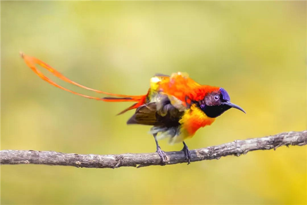 云南旅游騰沖包車騰沖用車芒市保山一日游 騰沖包車瑞麗芒市包車