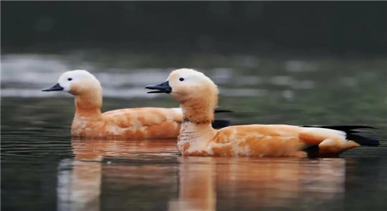 騰沖景區(qū)景點(diǎn)