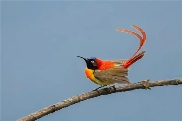 騰沖主題戶外團(tuán)建拓展項(xiàng)目推薦，趣味性游戲拓展項(xiàng)目推薦：《憤怒的小鳥》操作流程