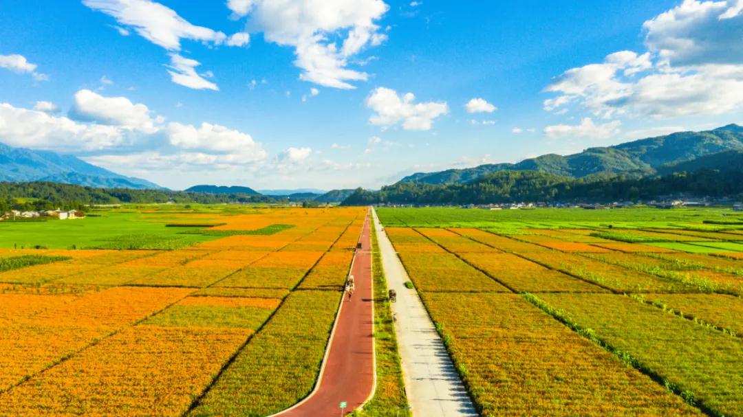 騰沖界頭花海之路