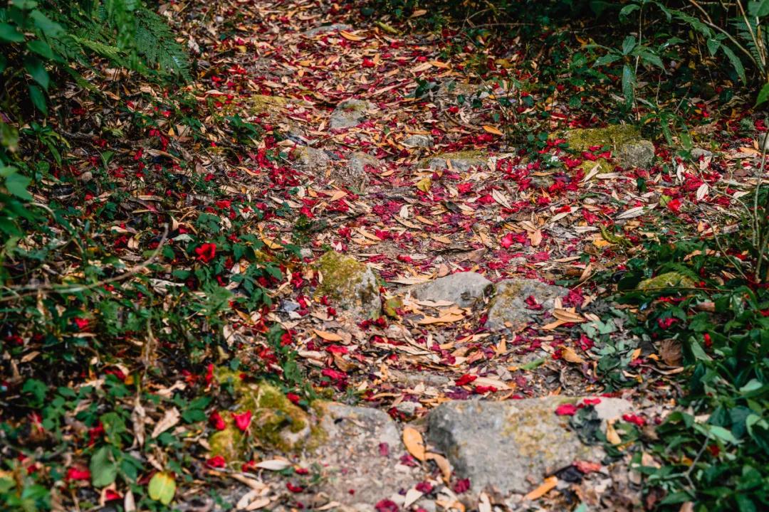 高黎貢山上現(xiàn)存的馬幫之路