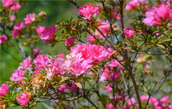 騰沖景點：冬日騰沖，方圓十里有花香，一起來賞花吧