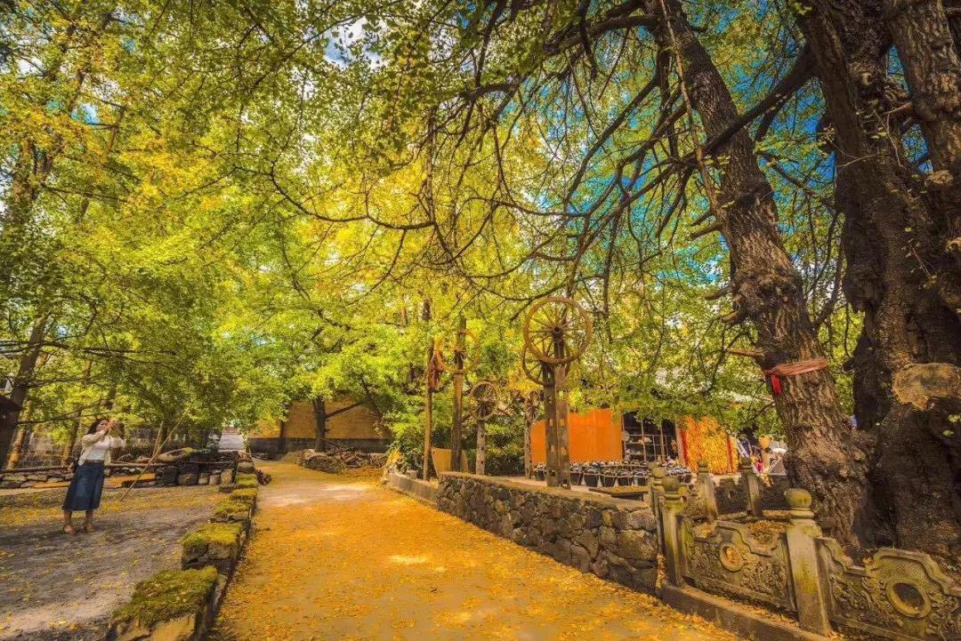 上了微博熱搜的騰沖銀杏村，一年只美20天的童話王國    騰沖旅游景點