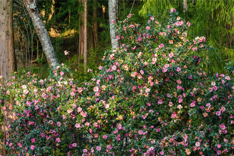 騰沖景區(qū)景點(diǎn)