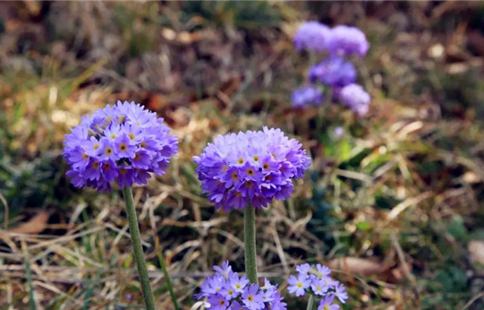 騰沖景區(qū)景點(diǎn)