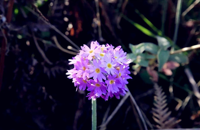 騰沖景區(qū)景點(diǎn)