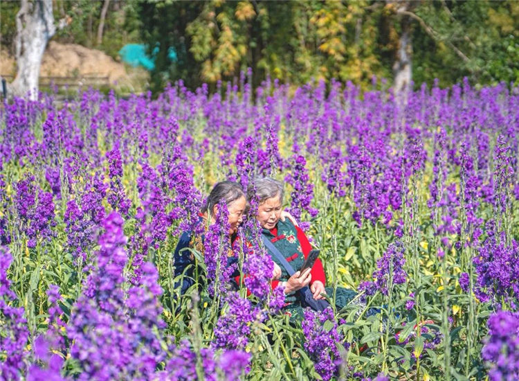 騰沖周邊游景點(diǎn)推薦：來勐赫小鎮(zhèn)，給孩子田園花海中的童年，暢享詩一般的浪漫生活 