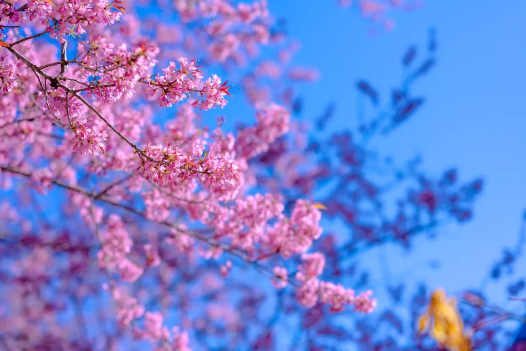 騰沖旅游：騰沖戶(hù)外拓展地櫻花谷的櫻花開(kāi)啦！騰沖旅行社喊你一起徒步泡溫泉