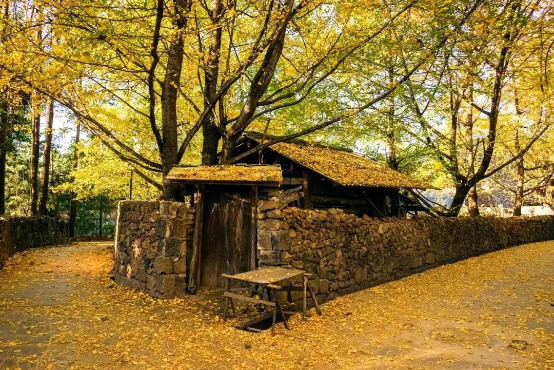 騰沖旅游：這個(gè)地方被人民日?qǐng)?bào)整版報(bào)道！一起走進(jìn)銀杏村的金色時(shí)光！