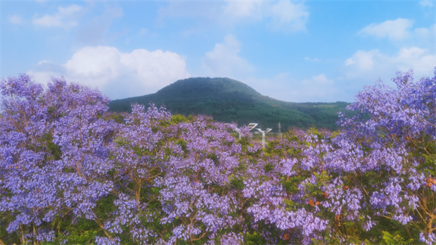 云南旅游,云南旅行社,云南團建公司,云南策劃公司,云南會議會展,騰沖旅游,騰沖旅行社,騰沖團建公司,騰沖策劃公司,騰沖會議會展：初夏，來騰沖赴一場藍紫色的夢幻花約！