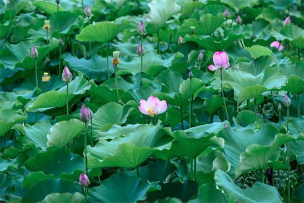 云南旅游,云南旅行社,云南團建地接,云南策劃執(zhí)行,云南會議會展,騰沖旅游,騰沖旅行社,騰沖團建公司,騰沖策劃公司,騰沖團建地接,騰沖會議會展：騰沖的荷塘，驚艷了初夏！