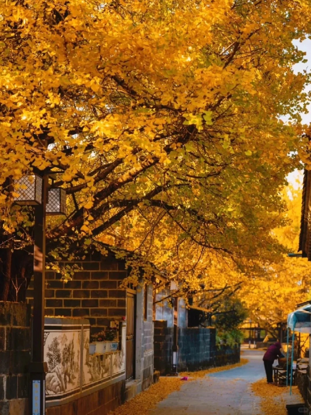 云南騰沖公司團(tuán)建，騰沖旅游，秋天云南，騰沖芒市團(tuán)建:11月騰沖一地3日游，銀杏村賞秋