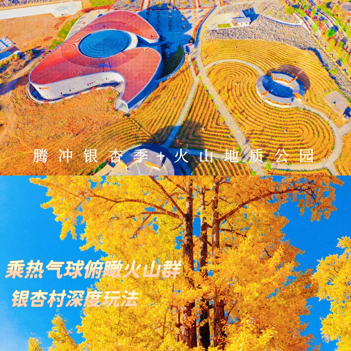 云南旅游,云南旅行社,云南團(tuán)建公司,云南策劃公司,云南會議會展,騰沖旅游,騰沖旅行社,騰沖團(tuán)建公司,騰沖策劃公司,騰沖會議會展：騰沖銀杏季限定：銀杏村深度漫游 + 火山熱氣球一日游，赴一場秋冬童話